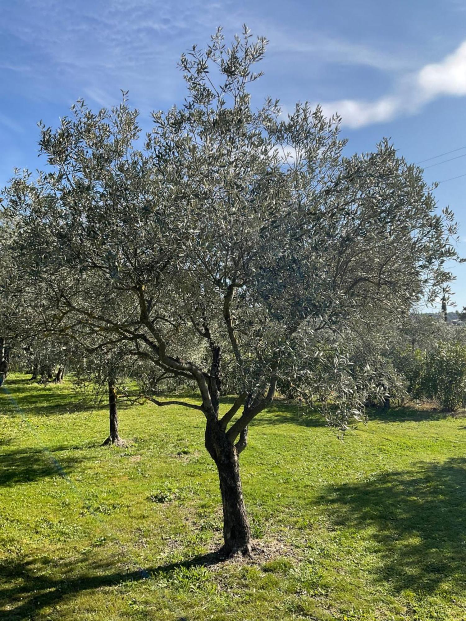 Bed and Breakfast Provence Km28 Горд Екстер'єр фото