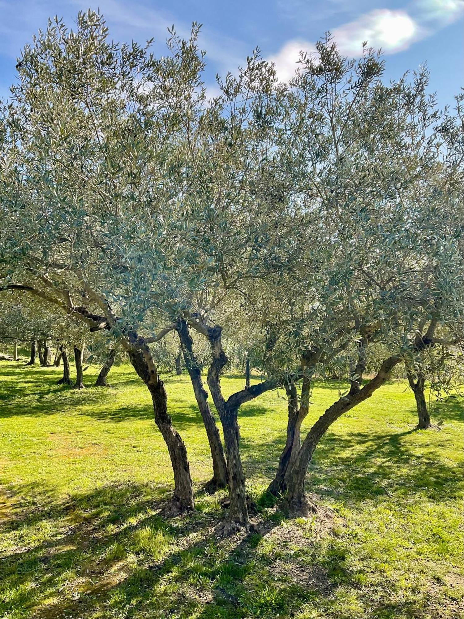 Bed and Breakfast Provence Km28 Горд Екстер'єр фото